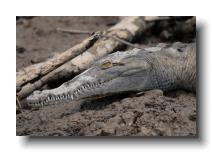 crocodilians 0004